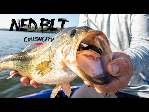 RAPALA Crushcity Ned's BLT 7,5 cm